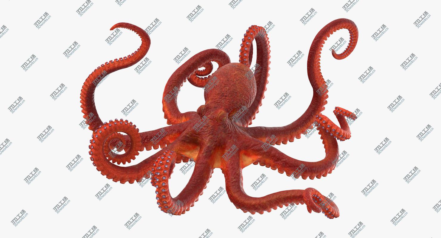 images/goods_img/20210113/Octopus - Rigged/1.jpg